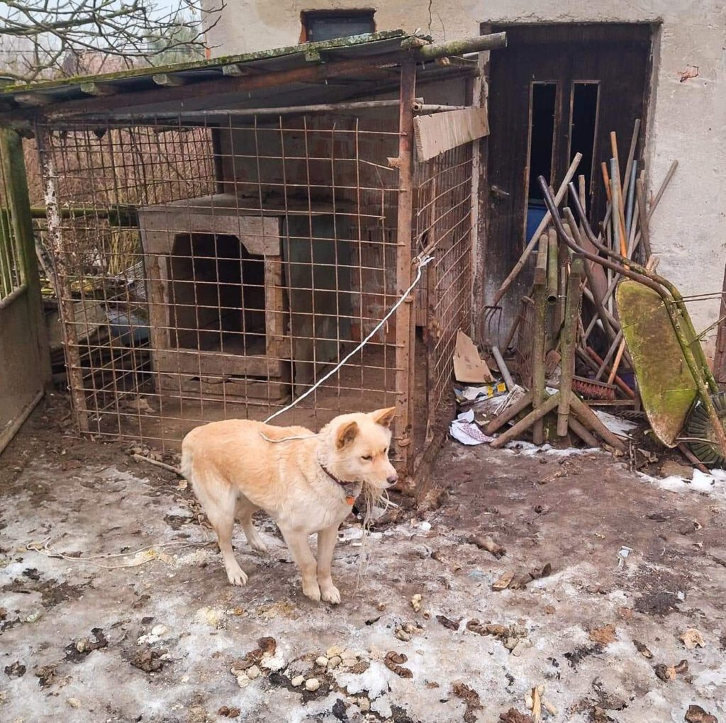 slowakische Hunde fristen oft ein tristes Leben ohne Liebe, in Dreck und mit großem Leid.