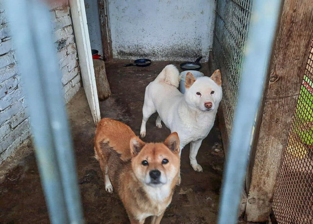 Slowakische Hunde in einer sogenannten "Puppy Mill"